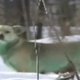 Illustration for article titled Toxic Waste is Turning Russian Dogs Green